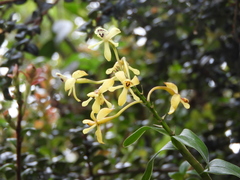 Epidendrum scytocladium