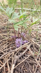 Hydrophyllum alpestre