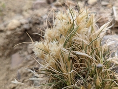 Blepharidachne kingii