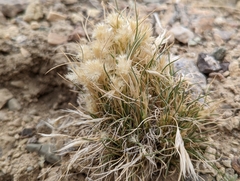 Blepharidachne kingii