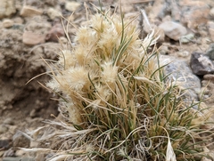 Blepharidachne kingii