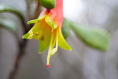 Nematolepis phebalioides