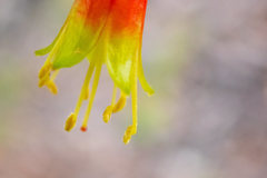 Nematolepis phebalioides