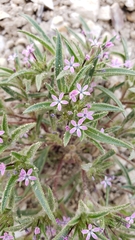 Collomia tinctoria