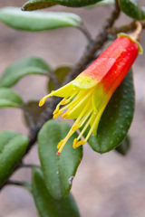 Nematolepis phebalioides