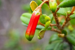 Nematolepis phebalioides