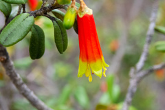 Nematolepis phebalioides