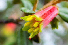 Nematolepis phebalioides