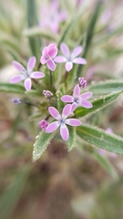 Collomia tinctoria