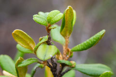 Nematolepis phebalioides