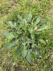 Ramularia inaequalis