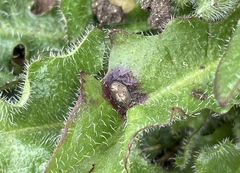 Ramularia inaequalis