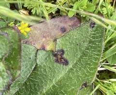 Ramularia inaequalis