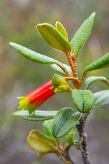 Nematolepis phebalioides