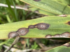 Coniothyrium concentricum