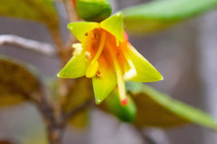 Nematolepis phebalioides