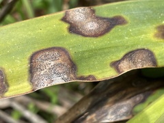 Coniothyrium concentricum