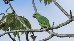 Graydidascalus brachyurus