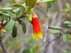 Nematolepis phebalioides