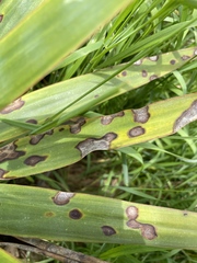 Coniothyrium concentricum