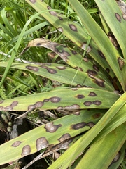 Coniothyrium concentricum