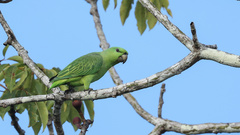 Graydidascalus brachyurus