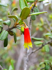 Nematolepis phebalioides