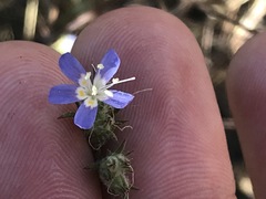 Eriastrum sapphirinum