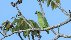 Graydidascalus brachyurus