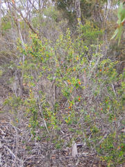 Nematolepis phebalioides