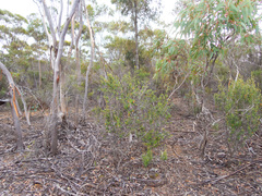 Nematolepis phebalioides