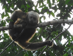 Sapajus xanthosternos