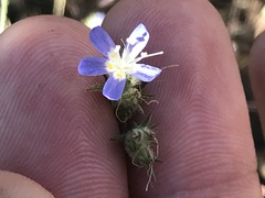 Eriastrum sapphirinum