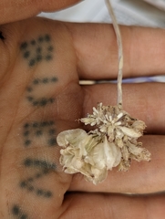 Vesper purpurascens