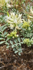 Astragalus succumbens