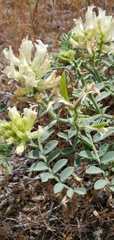 Astragalus succumbens