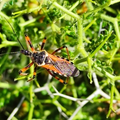Rhynocoris punctiventris