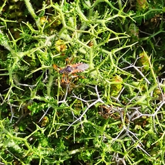 Rhynocoris punctiventris