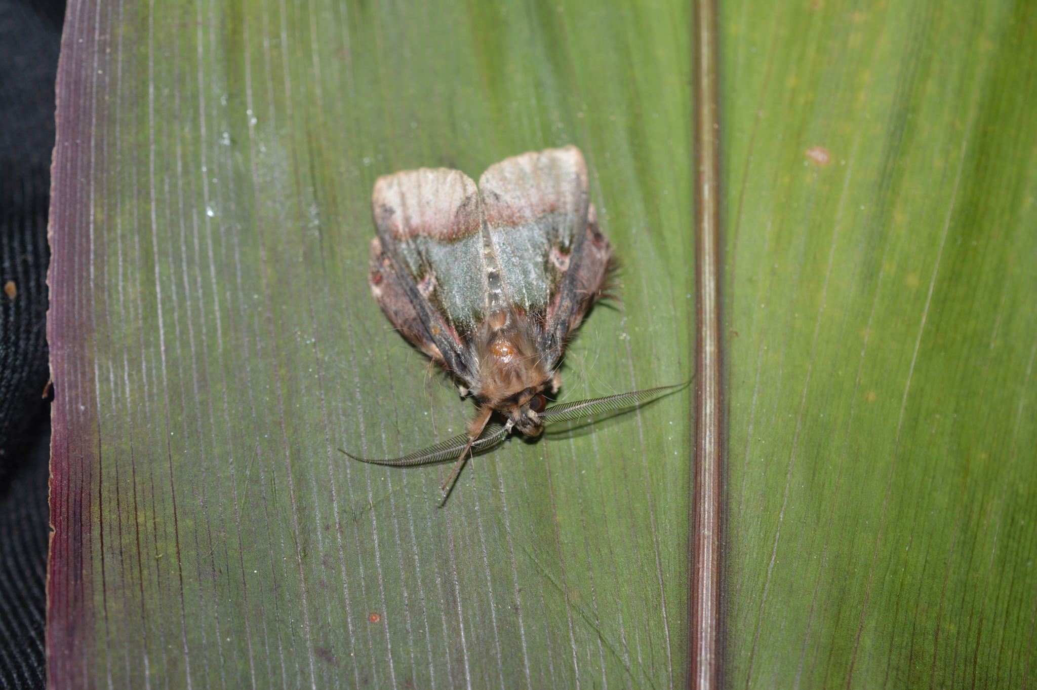 Ceroctena image