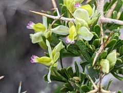 Rhinotropis intermontana