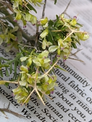 Rhinotropis intermontana