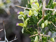 Rhinotropis intermontana