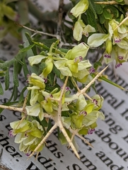 Rhinotropis intermontana