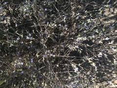 Eriastrum sapphirinum