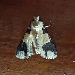Condica cupentia