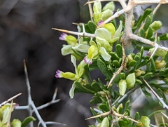 Rhinotropis intermontana