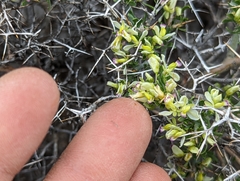 Rhinotropis intermontana