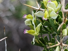 Rhinotropis intermontana