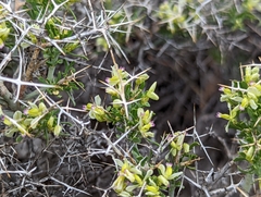 Rhinotropis intermontana