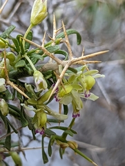 Rhinotropis intermontana